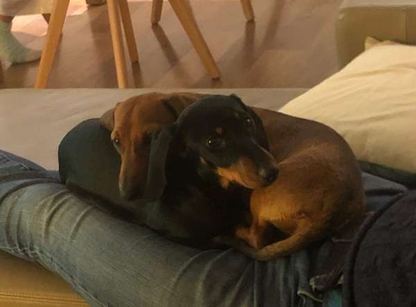 two of our dachshunds snuggly in their new forever home /></div></div></div></div></div></div><div class=