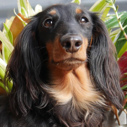 long haired miniature dachshund bitch