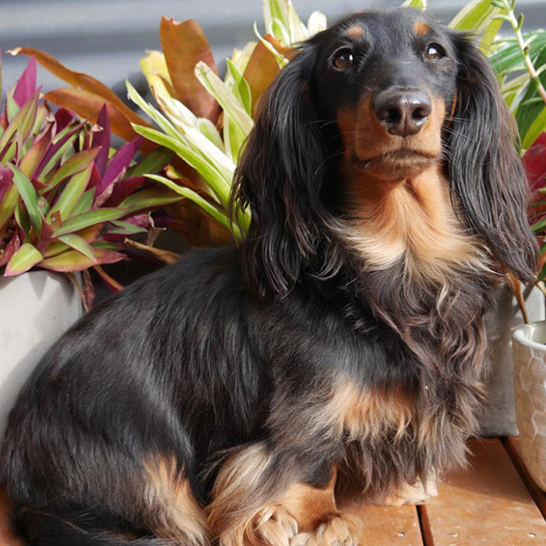 long haired miniature dachshund